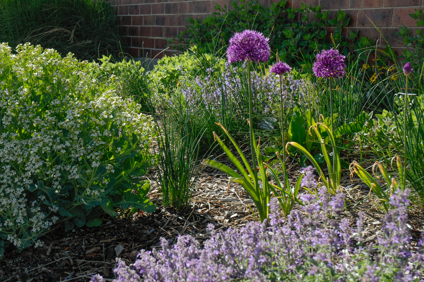 Purple Sensation Allium